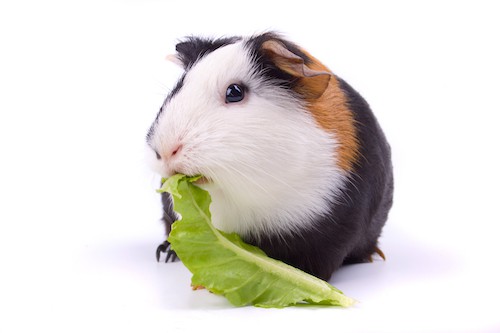 Guinea pig eating fresh food Guinea pig eating green lettuce