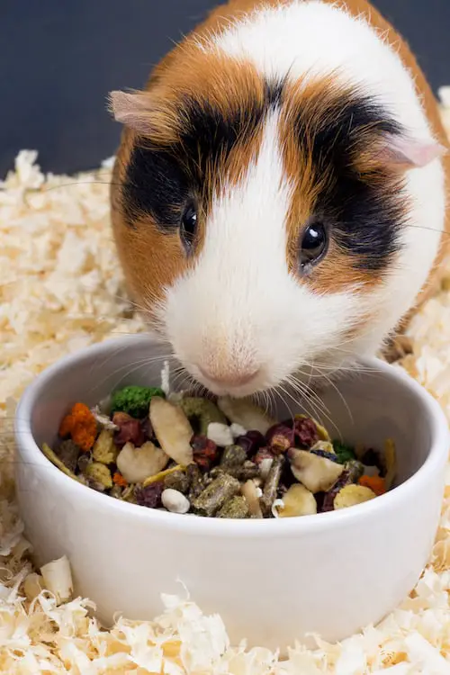 Guinea pig eating food closeup guinea pig eating pellets
