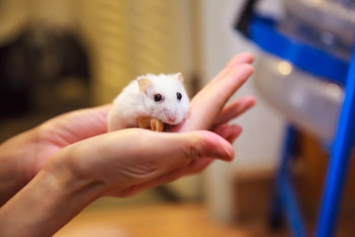 White Dwarf Hamster Lily is a White Dwarf Hamster
