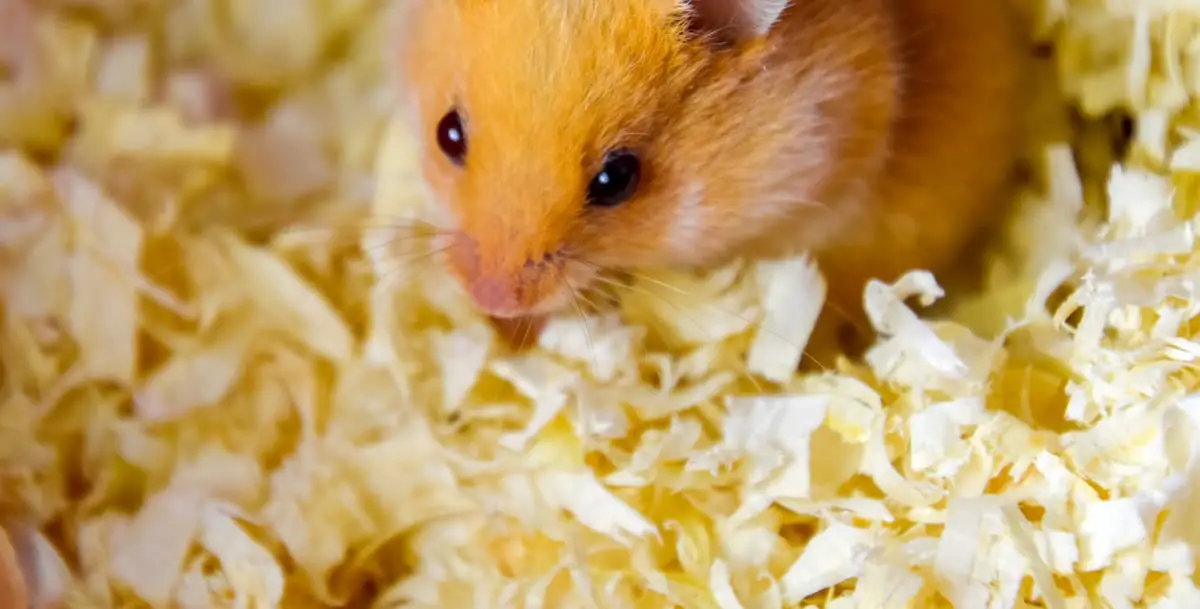 best hamster bedding is gentle and dust-free