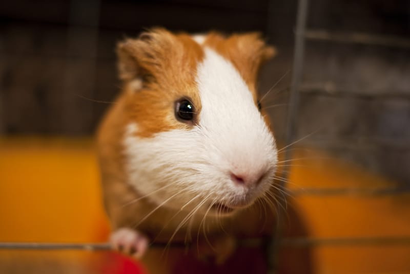 guinea pig in a cage