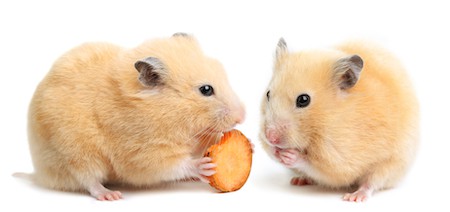 best hamster food is tasty best food for hamsters
