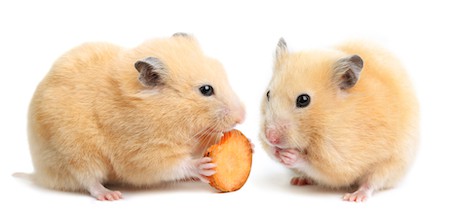 best food for hamsters