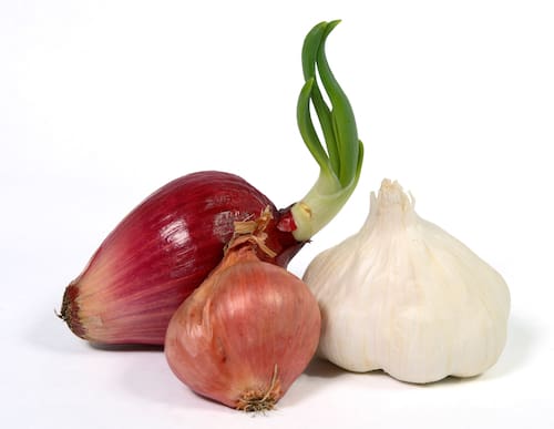 Garlic, Red Onion and Shallot guinea pig foods to avoid onion