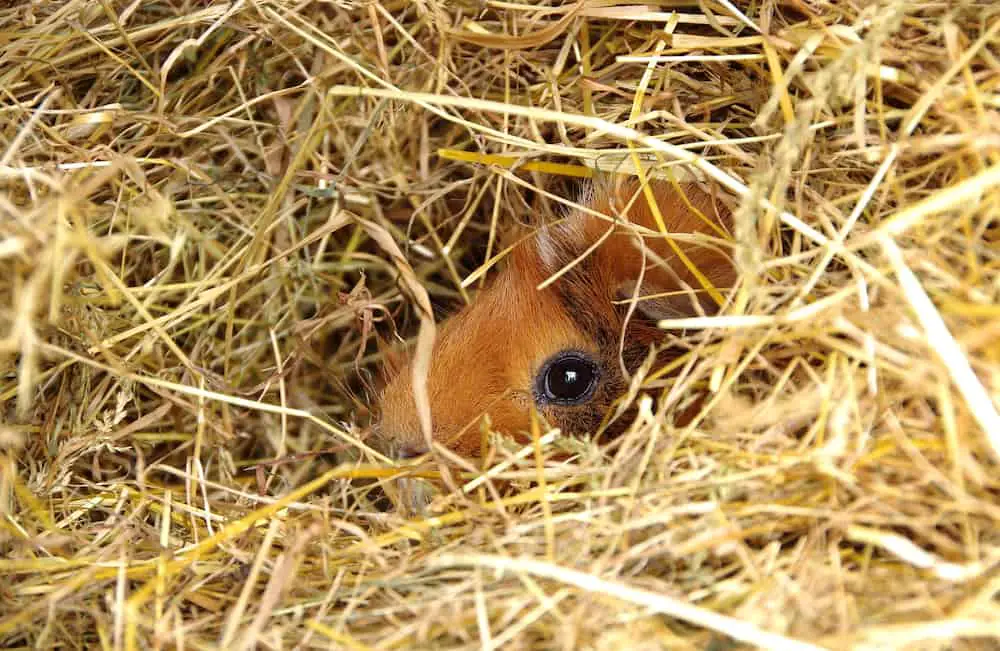 Guinea pig hiding in a cage