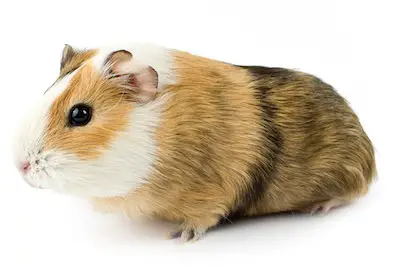 guinea pig isolated 2