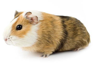 guinea pig isolated guinea pig isolated 2