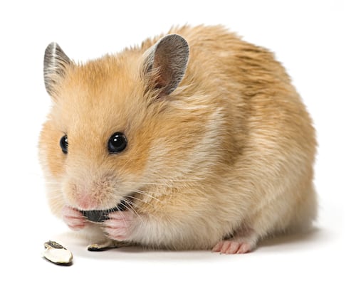 Hamster eating seeds