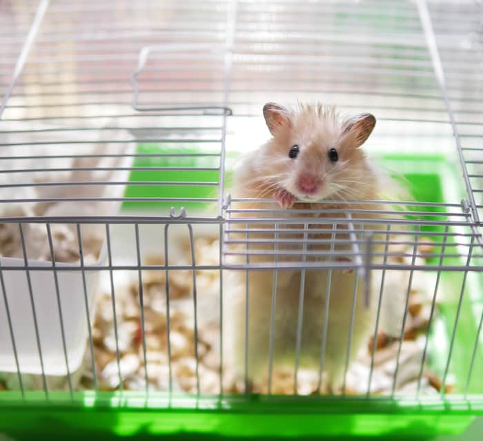 hamster chewing on plastic cage