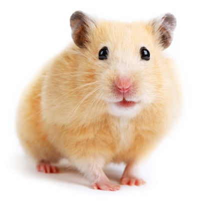 a cute hamster