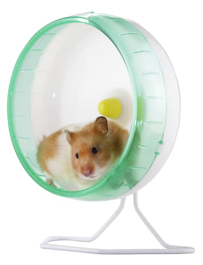 A hamster in an exercise wheel