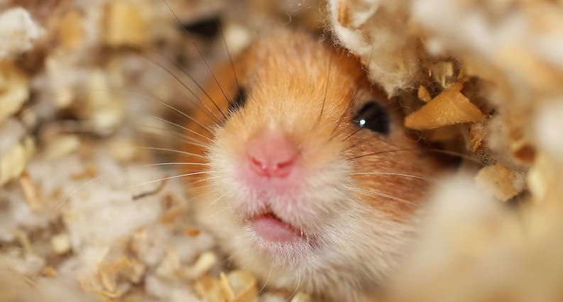 Best Bedding for Hamsters 2020 