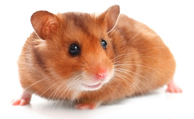 little hamster little hamster