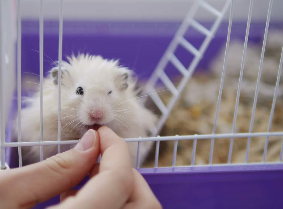 hamster eating pellets