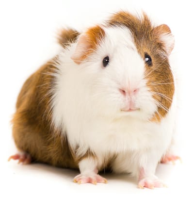 smelly guinea pig