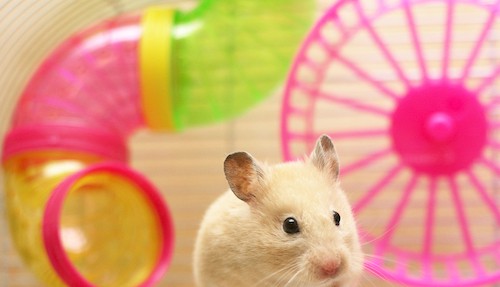 Syrian hamster cage for a dwarf hamster