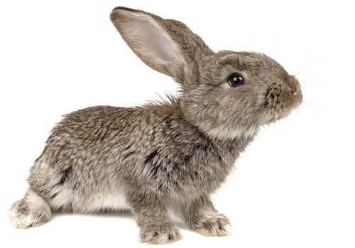 grey rabbit cute bunny walking outdoors