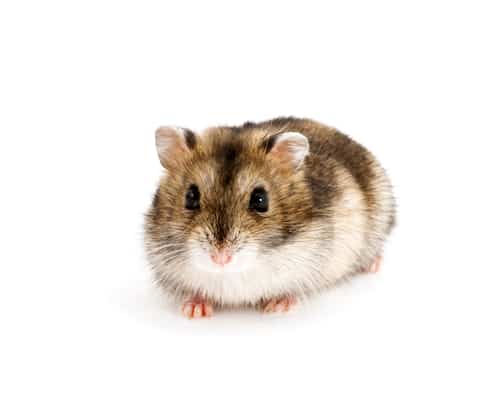 Dwarf hamster