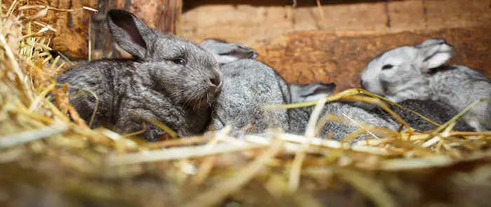 Young rabbits in a hutch (European Rabbit - Oryctolagus cuniculus) hay bedding for rabbits