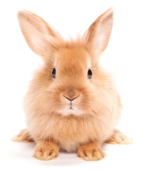 Rabbit isolated on a white background cute rabbit