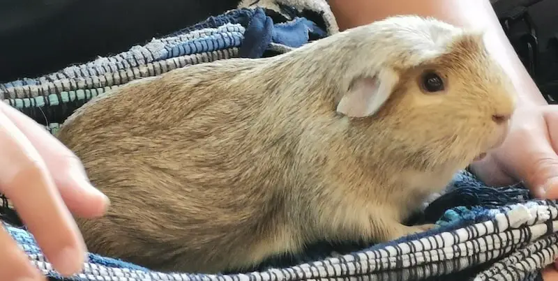 guinea pig sitting on my lap