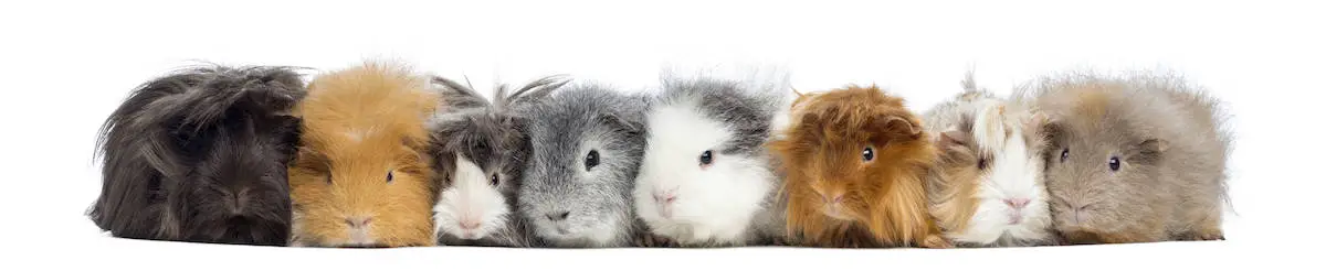 Guinea Pigs in a row