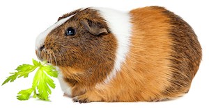 can guinea pigs eat celery