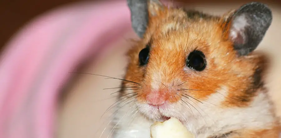 hamster can eat cheese