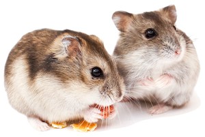hamsters eating a piece of cheese hamsters eating a piece of cheese