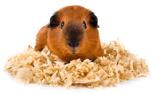 guinea pig on sawdust on white background guinea pig bedding material