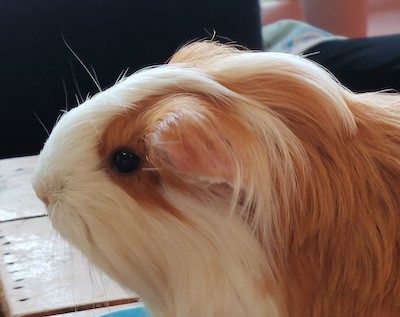 guinea pig sleeping eyes open