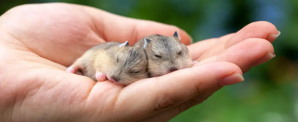 Close-up of two baby hamsters held in hand