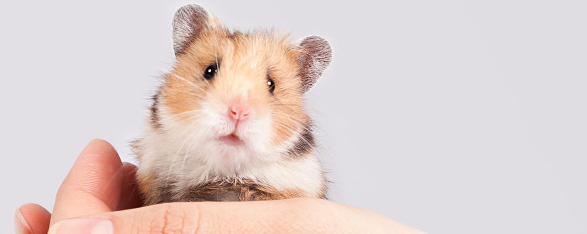 little hamster in the hands of a man on a white background