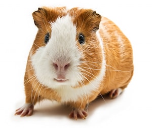 guinea pigs