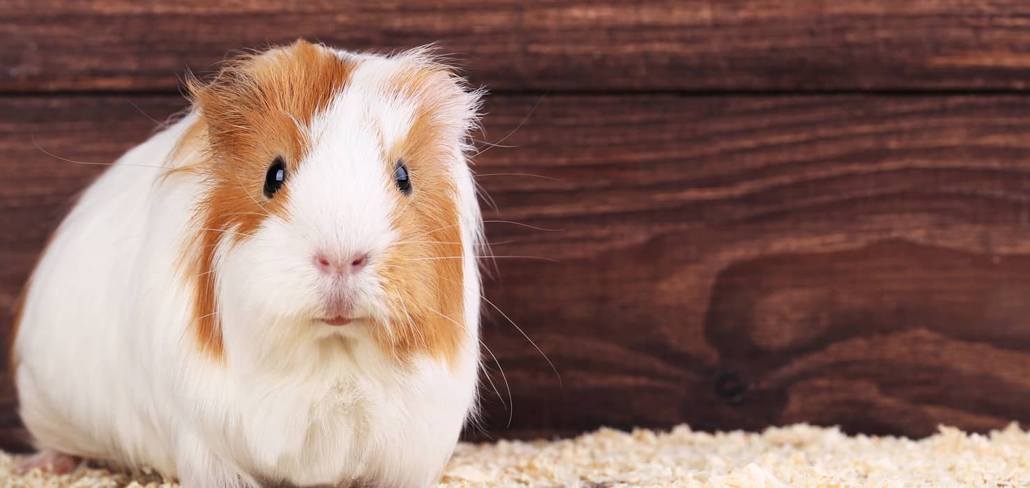 guinea pig