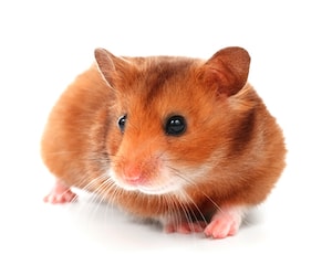 hamsters